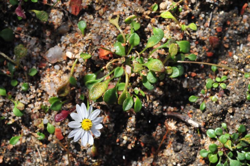 Bellium bellidioides / Pratolina spatolata